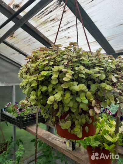 Традесканция зебрина и др