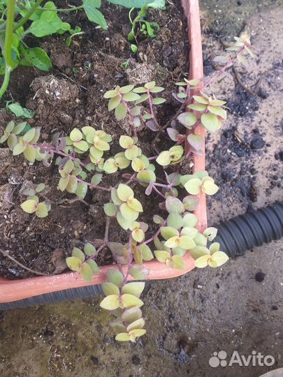 Цветы домашние в горшках