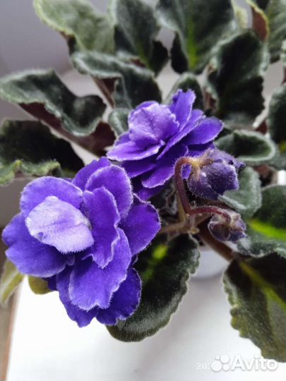 Фиалки как подарок ко дню рождения