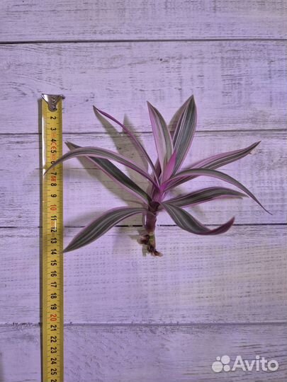 Традесканция покрывальчатая