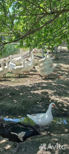 Гусь порода линда