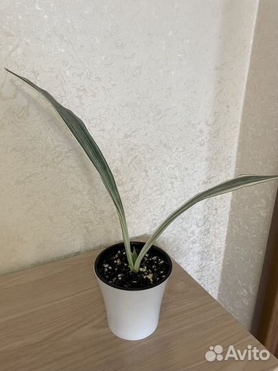 Сансивиерия Металика