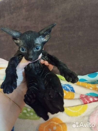 Котята сфинкс