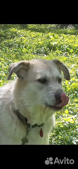 Белла спасена зимой из Якутска