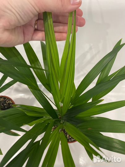 Пальма Арека (Дипсис, Хризалидокарпус)