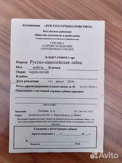 Русско-европейская лайка
