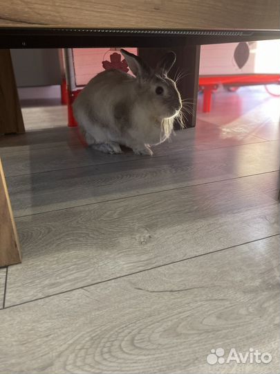 Домашний кролик