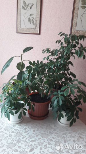 Фикус бенджамина