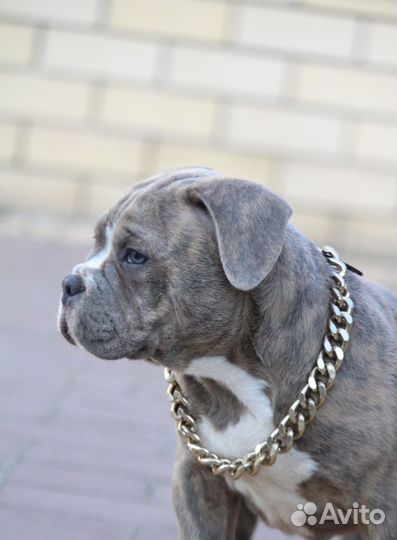 Породные,красивые щенки Американского Булли