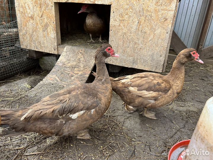 Инкубационное яйцо мускусный утки окрас шоколадный