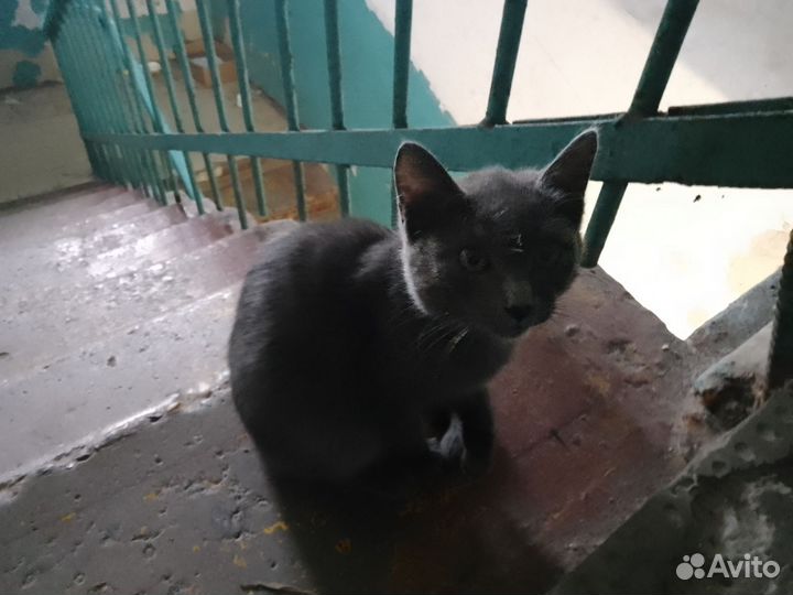 Черный котенок