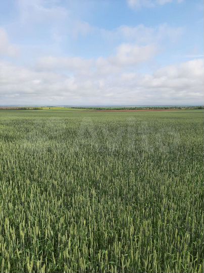 Участок 30 га (СНТ, ДНП)