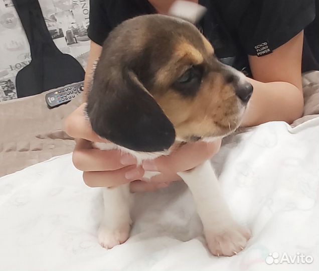 Щенки бигль