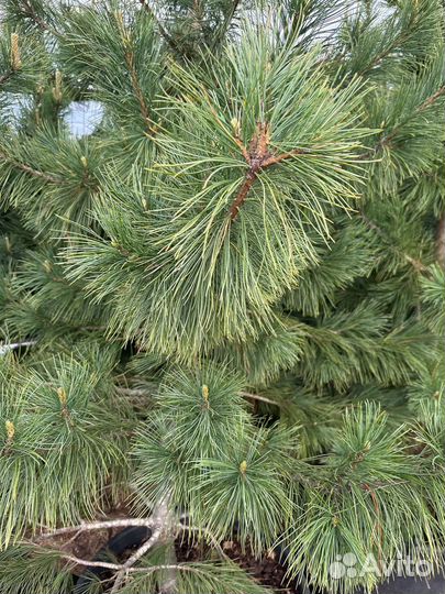 Сосна Кедровая сибирская