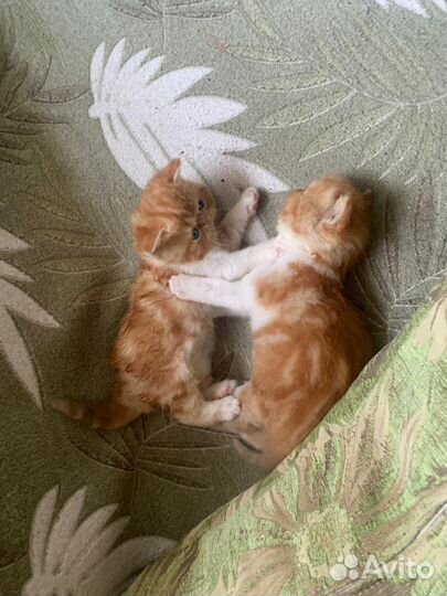 Экзотики красный мрамор