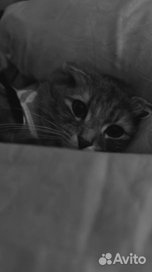 Метис скотишфолд