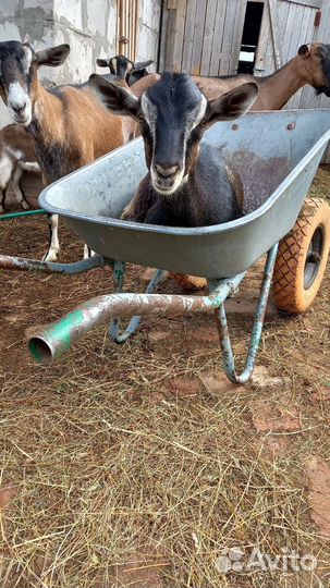 Альпийские козы