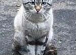 Выбросили красивого тайского котика на улицу