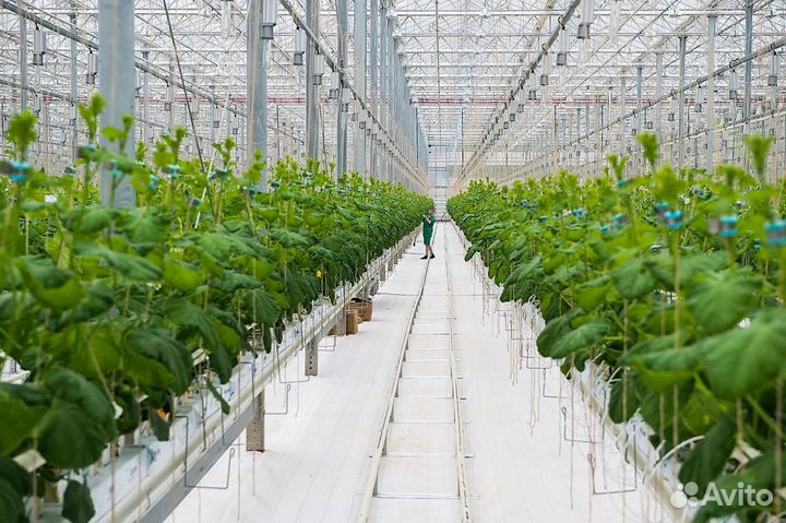 Сборщик Вахта в Теплицы Тюмень