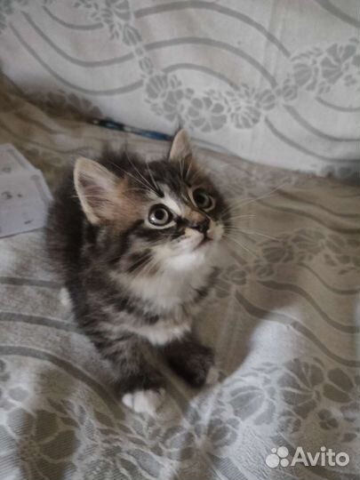 Отдам котят в добрые руки