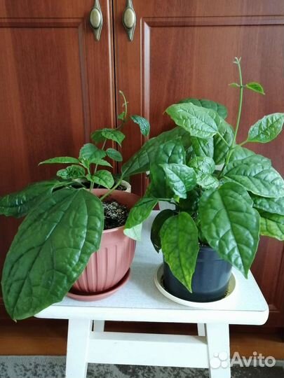 Клеродендрум