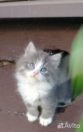 Чудесные котятки в добрые руки бесплатно