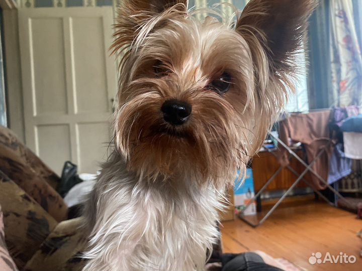 Йоркширский терьер