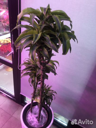 Драцена лимон лайм 155 см 3 ствола