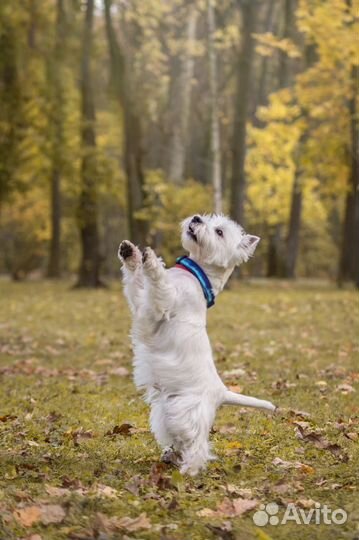 Фотограф- анималист