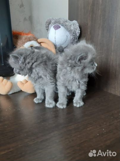 Веселые котята