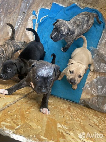 Щенки американского стаффорда