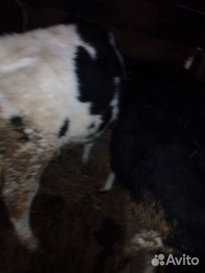 Бычки и телки