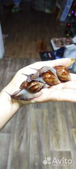 Улитки Ахатины