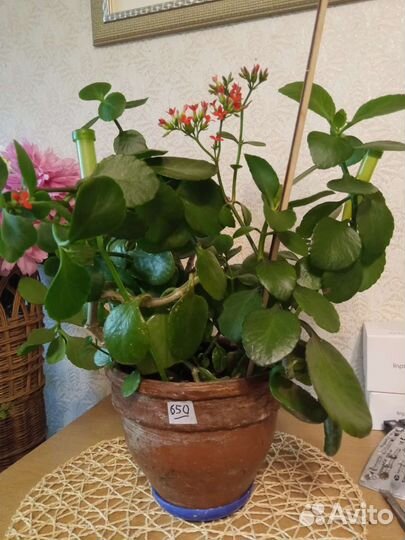 Комнатные растения