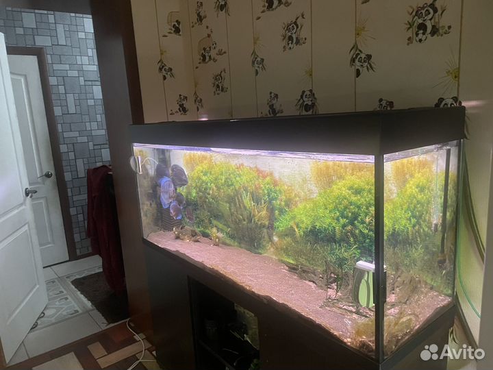Аквариум