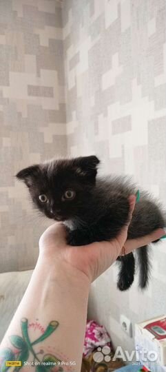 Кошка