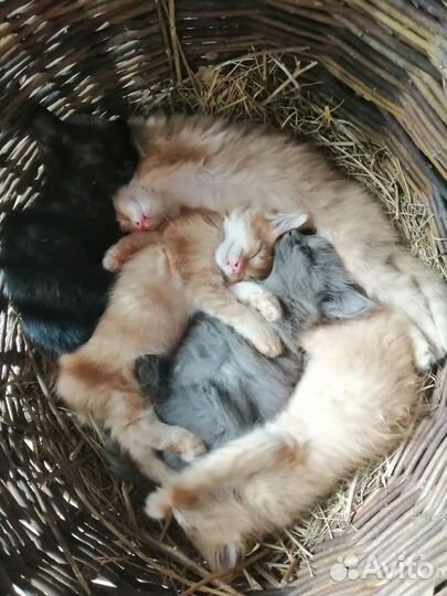 Дачные котята в добрые руки)