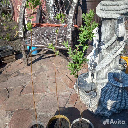 Спирея билларда