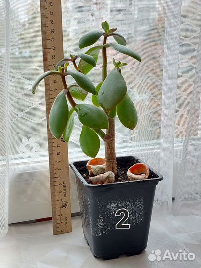 Крассула толстянка,денежное дерево,дерево счастья