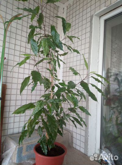 Фикус Циатистипула, Гибискусы