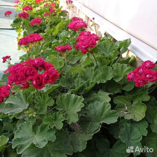 Пеларгония герань