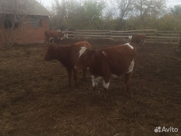 Бычки и телочки 4-7м