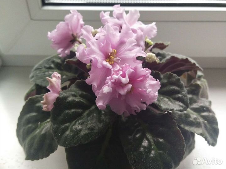 Фиалки листики, детки, взрослые