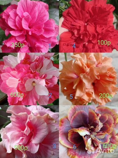 Гибискусы разные