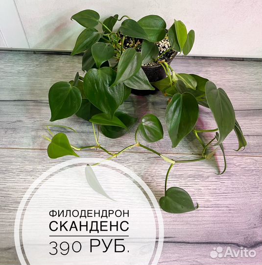 Комнатные растения