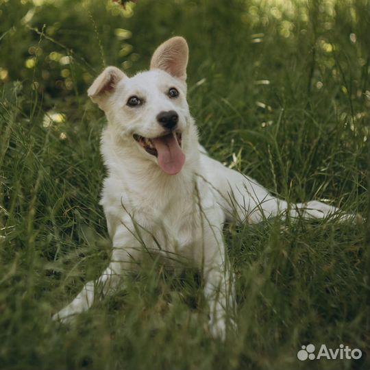 Белочка ищет дом