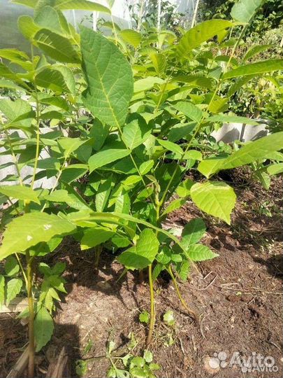 Грецкий орех саженцы