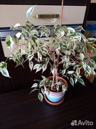 Фикус декоративный с кашпо