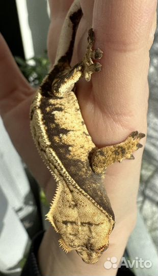 Бананоед самочка