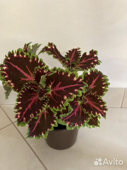 Махровые Колеусы